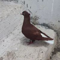 دم سفید ماده