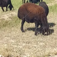 گوسفند قزل افشاری