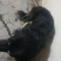 چهارمیلیون|سگ|ایرانشهر, |دیوار