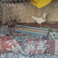 کبوتریاکفتر