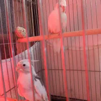 طوطی مولد و نژاددار گرینچیک وعروس هلندی آلبینو|پرنده|سقز, |دیوار