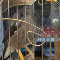 مرغ مینا دستی قناری خون۲۵۰۰۰۰۰