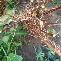 نهالستان زرشک سربیشه عناب سیوجان بیرجند|عمدهفروشی|مشهد, کوی پلیس|دیوار