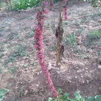 زرشک شاخه|خوردنی و آشامیدنی|اصفهان, ارغوانیه|دیوار