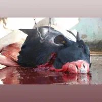 قصاب هستم  ذبح دام