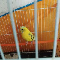 جفت مرغ عشق جوان|پرنده|رفسنجان, |دیوار