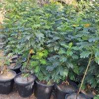 فروش نهال فضای سبز|خدمات باغبانی و درختکاری|بوشهر, |دیوار