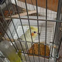 عروس هلندی|پرنده|شهریار, شهریار|دیوار