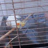 عروس هلندی اهلی مولد|پرنده|هریس, |دیوار