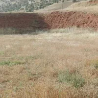 زمین باغ در مزرعه