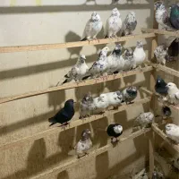 کبوتر(کفتر)