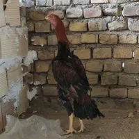مرغ خروس لاری|حیوانات مزرعه|یزد, |دیوار