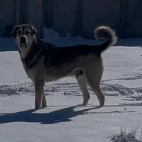 واگذاری نر پژدر