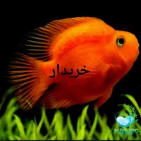 ماهی پرت