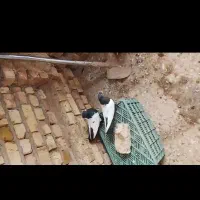 کبوتر جفتگاه|پرنده|فیروزه, |دیوار