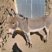 یک عدد خر جوان