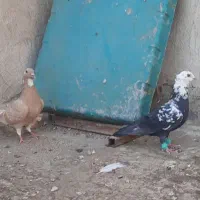 جفت کبوتر نر و ماده|پرنده|اهواز, فاز ۱ پادادشهر|دیوار
