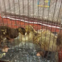 مرغابی|حیوانات مزرعه|تربتحیدریه, شهرک ولیعصر|دیوار