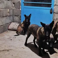 مالینویز|سگ|رامشه, |دیوار