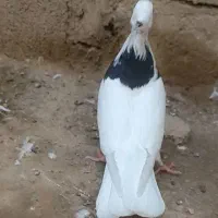 ماده کبوتر توقی|پرنده|اهواز, الهائی|دیوار