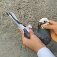 کبوتر شازده گره