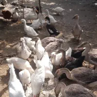 غازواردک وجوجه محلی