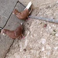 کبوتر