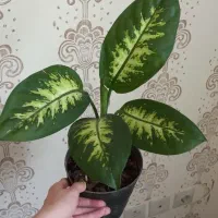 گل دیفن باخیا|گل و گیاه طبیعی|مرودشت, دولت آباد|دیوار