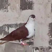 4000|حیوانات|قاسم‌آباد (خواف), |دیوار