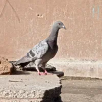 پلاکی نر|پرنده|اصفهان, بهرام‌آباد|دیوار