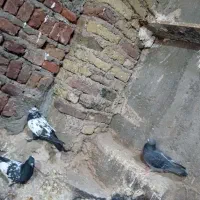 کبوتر پرشی اویناخ