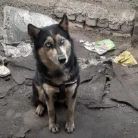 سگ هاسکی یک ساله