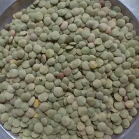 عدس محلی درجه یک