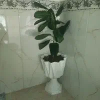 فروش گل طبیعی