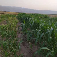 جارو شهری دستی آماده. قیمت توافقی|گل و گیاه طبیعی|کوهدشت, |دیوار
