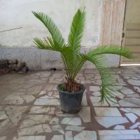 گلدان سیکاس