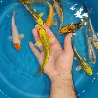 پک ۲۱ عددی ماهی کوی نژاد گرین رین