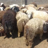 بره پرواری .تعداد بالا