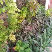 گل فروشی|گل و گیاه طبیعی|فسا, |دیوار