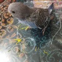 جوجه مرغ عشق