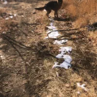 ژرمن|سگ|اراک, |دیوار