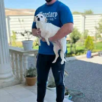 سگ پاکوتا حرف گوش کن