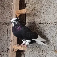 کبوتر آبادانی|پرنده|بندر گناوه, |دیوار