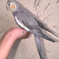 عروس هلندی ماده|پرنده|اصفهان, خوراسگان|دیوار