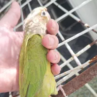 طوطی گرینچیک آناناسی|پرنده|بابل, |دیوار