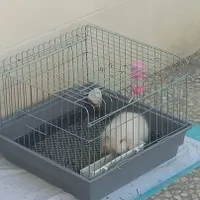 خرگوش