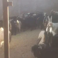 فروش ۱۴۰راس بزغاله پرواری چاق میش بز قوچ بره