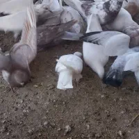 کبوتر|پرنده|کیش, |دیوار