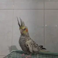 عروس هلندی ماده