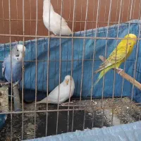 مرغ عشق دستی و سهره|پرنده|اصفهان, شاهد|دیوار